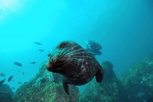  plongée avec les lions de mer 